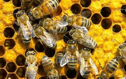 "Cuộc chiến" ong nội - ong ngoại: Phi lý việc cấm cản ong ngoại