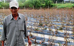 Sau lũ, mai đất võ héo rũ, chết la liệt