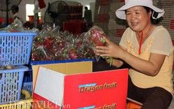 19 doanh nghiệp Trung Quốc ký kết mua thanh long Việt Nam