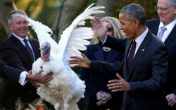Ông Obama xá tội gà tây lần cuối cùng ở Nhà Trắng