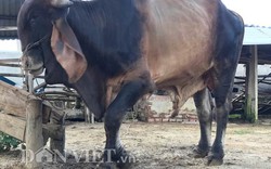 "Tuyệt chiêu" nuôi bò nặng tới hơn 1 tấn
