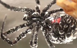 Kinh hãi nhện góa phụ đen bị dìm dưới nước 3 giờ vẫn sống