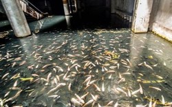 "Ao cá" hàng nghìn con trong khu trung tâm thương mại bỏ hoang