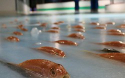 Chôn 5.000 cá sống ở sân băng, công viên ở Nhật nhận nhiều chỉ trích