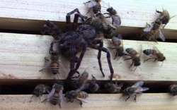 Nhện khổng lồ mạo hiểm đi săn ong gặp kết cục bất ngờ