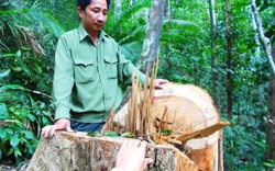 Khởi tố vụ “chảy máu” rừng tại Bình Định