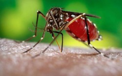TP.HCM: Zika lan nhanh ra 19 quận, huyện