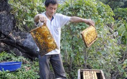 “Vẫn cho nuôi ong ngoại ngoài 4 huyện cao nguyên đá”
