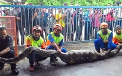 Malaysia: Bắt mãng xà khổng lồ 100 kg nuốt chửng con dê