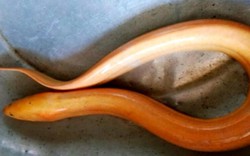 An Giang: Nông dân phát hiện lươn vàng "khủng" dài 0,6 m