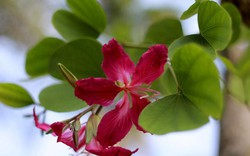 Ảnh: Hoa ban trái mùa bừng sắc đỏ rực rỡ giữa trời đông Hà Nội