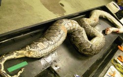 Mỹ: Mổ trăn khổng lồ dài 5m phát hiện xác 3 con hươu