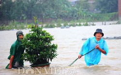 Bình Định: Nông dân liều mình “vật lộn” với dòng lũ để cứu mai