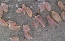 Tá hoả phát hiện hàng ngàn 'trứng người ngoài hành tinh' dạt vào bờ biển