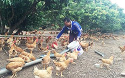 Chăn nuôi gà theo hướng VIETGAHP, bảo đảm môi trường