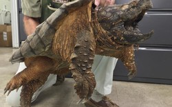 Mỹ: Giải cứu rùa cá sấu quý hiếm dưới cống thoát nước