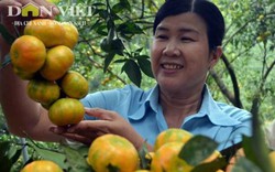 Về vùng thủ phủ trồng cam Văn Chấn, nơi có nhiều tỷ phú