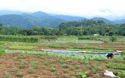 Bản Thái trồng rau thủ công phục vụ thị trường Tết