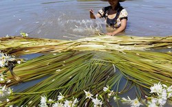 Nửa đêm rủ nhau đi hái "bông súng ma" dài tới 7m