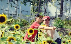 Clip: Giới trẻ đổ xô check-in vườn hoa hướng dương gần Sài Gòn