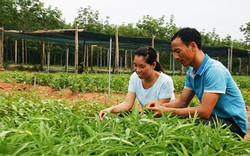 Thạc sỹ...rau sạch từng được gia đình khuyên đi gặp thầy cúng