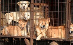 Khám phá thủ phủ thịt chó đầy tai tiếng ở Hàn Quốc