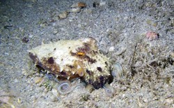 Xem bạch tuộc ngụy trang dưới đáy biển trong tích tắc