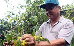 Mai nở sớm, nhà nông “héo ruột”