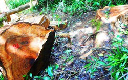 Vụ “chảy máu” rừng: Xác định được 9 lâm tặc