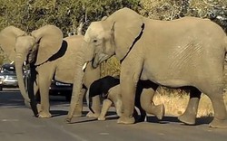 Kì lạ cảnh voi chặn hàng loạt ô tô để con nhỏ qua đường
