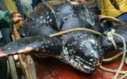 Rùa biển quý hiếm nặng 4 tạ bị dân Trung Quốc xẻ thịt