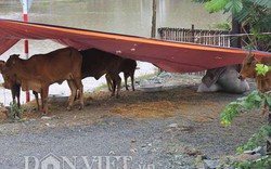 Khánh Hòa: Đàn bò vật vã vì lạnh, thiếu thức ăn trong mùa mưa lũ