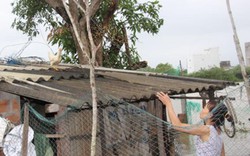 Clip: Gà leo mái nhà, người nuôi “liều mình” lội lũ tiếp thức ăn