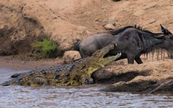 Cá sấu dài 4m "bẽ mặt" trong cuộc đọ sức với linh dương