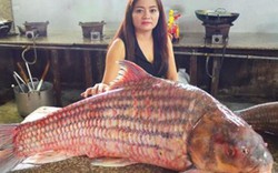 Ngắm lại 7 “quái ngư” khổng lồ “bơi” từ Campuchia về Việt Nam
