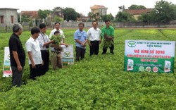 Hội cung ứng phân bón tốt, hội viên tăng thu nhập