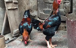 2.000 gà Hồ Bắc Ninh sẵn sàng “tiến vua” dịp tết