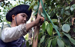 Sản xuất hữu cơ cứu hồ tiêu khỏi “chết yểu”