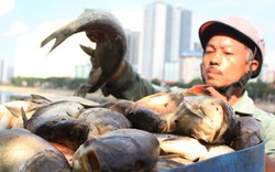 UBND TP.Hà Nội: Cá chết do "nước thải và thay đổi thời tiết"