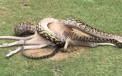 Ghê rợn trăn 4m nuốt chửng chuột túi giữa sân gôn ở Úc