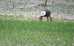 Phú Yên: HĐND tỉnh họp 4 ngày trong khi mưa lũ ngập trên diện rộng