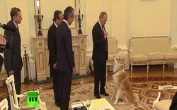 Putin trổ tài dỗ chó dữ khi gặp phái đoàn Nhật Bản