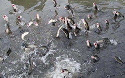 Đàn cá lóc nhảy múa trên mặt nước ở Cần Thơ sẽ bị bán trước Tết