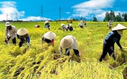 Thủ tướng sẽ chủ trì Hội nghị “Xây dựng nền công nghiệp nông nghiệp Việt Nam”