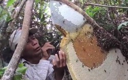 Clip: Tay không đi lấy mật ong rừng "khủng"