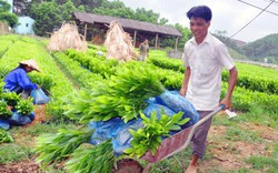 Đưa lâm nghiệp thành ngành kinh tế - kỹ thuật đặc thù