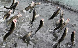Vì sao cả vạn con cá lóc ở Cần Thơ nhảy múa được trên mặt nước?