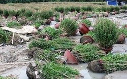 Khánh Hòa: Hậu mưa lũ, nhà vườn trồng hoa cúc bán Tết "khóc ròng"