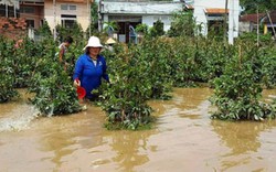 Nước lũ đi qua, nhà nông... mất tết