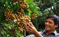 Tái cơ cấu nông nghiệp ở Hưng Yên: Đạt 150 triệu đồng/ha canh tác